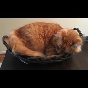 Meet your Posher, Constance